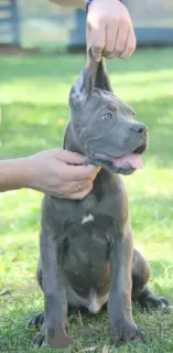 Additional photos: Cane Corso puppies available for sale.