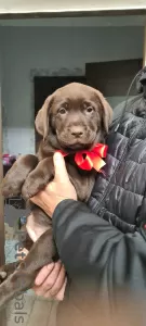 Photo №2 to announcement № 13529 for the sale of labrador retriever - buy in Ukraine private announcement