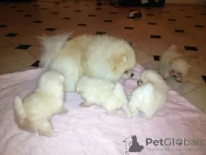 Photo №2 to announcement № 129622 for the sale of pomeranian - buy in Germany 