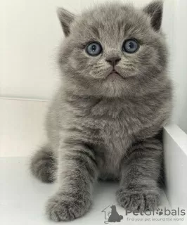 Photo №2 to announcement № 88657 for the sale of british shorthair - buy in United States private announcement