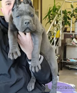 Photo №3. CANE CORSO PUPPIES. Greece