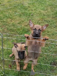 Photo №1. belgian shepherd - for sale in the city of Erfurt | 581$ | Announcement № 124677