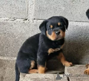 Photo №2 to announcement № 126860 for the sale of rottweiler - buy in Portugal 