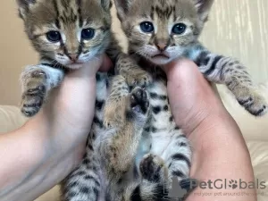 Photo №3. F1 and F2 Savannah kittens are available. Cyprus