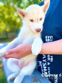 Additional photos: Children Siberian husky