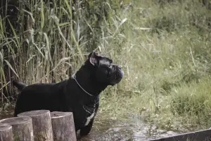 Additional photos: Dog Cane Corso for knitting