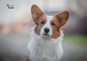 Additional photos: Welsh Corgi Cardigan