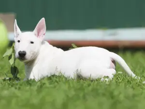 Additional photos: We had great puppies of the Miniature Bull Terrier.