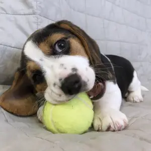 Additional photos: Beagle puppies.