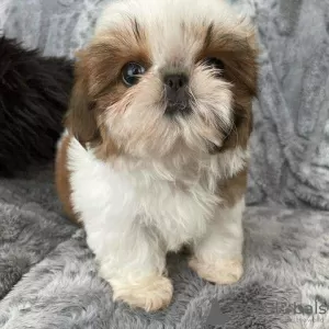 Photo №2 to announcement № 125796 for the sale of shih tzu - buy in Switzerland 