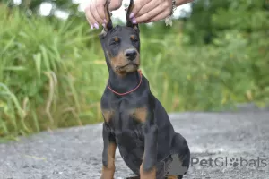 Photo №4. I will sell dobermann in the city of Vitebsk. private announcement - price - 1183$