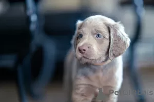 Photo №1. weimaraner - for sale in the city of Vilnius | 1774$ | Announcement № 11688