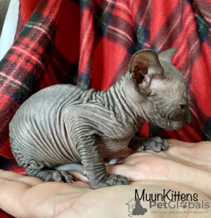 Photo №2 to announcement № 24269 for the sale of sphynx-katze - buy in Belarus private announcement