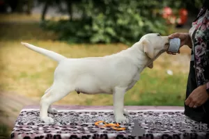 Additional photos: High quality Labrador Retriever puppies