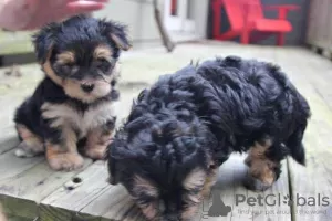 Photo №1. non-pedigree dogs - for sale in the city of Giessen | negotiated | Announcement № 99280