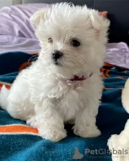 Photo №1. maltese dog - for sale in the city of Boat | 264$ | Announcement № 109375