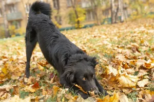 Additional photos: Metis Border Collie Teddy is looking for a loving host