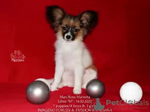 Photo №2 to announcement № 39356 for the sale of papillon dog - buy in Russian Federation from nursery