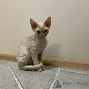 Additional photos: Devon Rex Cinnamon