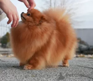 Photo №3. Pomeranian Puppys FCI. Hungary