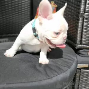 Photo №2 to announcement № 128696 for the sale of french bulldog - buy in Germany private announcement