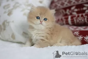 Photo №2 to announcement № 58399 for the sale of british longhair - buy in Russian Federation from nursery