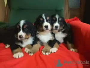 Photo №3. Bernese Mountain Dog. Serbia