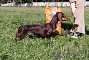 Additional photos: Miniature dachshund puppies, wirehaired and smooth, different colors