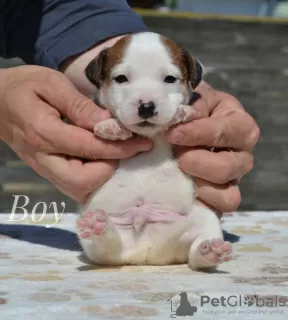 Photo №4. I will sell jack russell terrier in the city of Minsk. from nursery - price - 240$