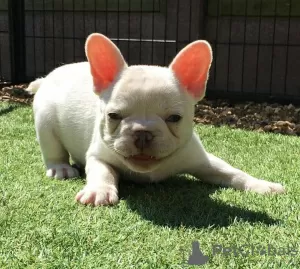 Photo №4. I will sell french bulldog in the city of Riyadh Al Khabra. breeder - price - negotiated