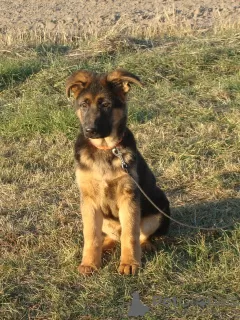 Photo №3. German shepherd puppies. Ukraine