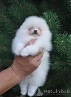 Photo №3. Pomeranian puppies for sale. Russian Federation