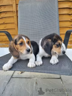 Additional photos: Pedigree Beagle puppies