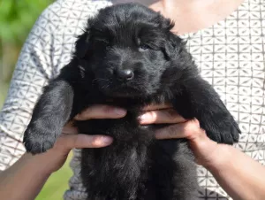 Photo №3. male black, long-haired, date of birth 09.04, FCI- book. Ukraine