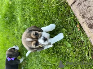 Additional photos: Elite Beagle puppies