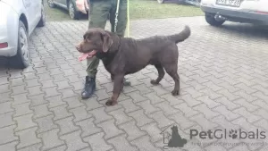 Additional photos: Chocolate labrador puppies, puppies