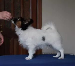 Additional photos: Wonderful little papillon boy. Continental Toy Spaniel - PapillonDog Butterfly.