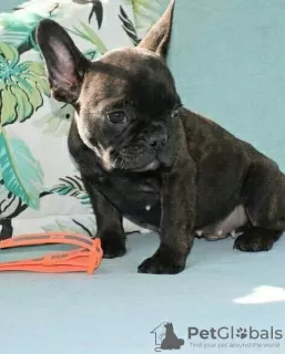 Photo №2 to announcement № 128697 for the sale of french bulldog - buy in Germany private announcement