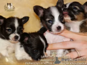 Additional photos: Papillon puppy girl - Marie Ross Marietta