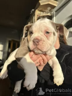 Photo №4. I will sell english bulldog in the city of Texas City. breeder - price - negotiated