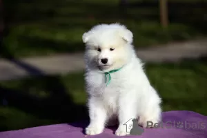 Photo №2 to announcement № 19394 for the sale of samoyed dog - buy in Russian Federation from nursery