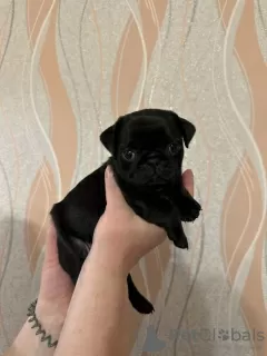 Additional photos: Pug puppies