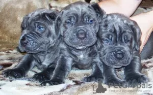 Photo №1. neapolitan mastiff - for sale in the city of Rumia | 1702$ | Announcement № 15814