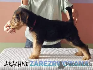 Additional photos: Airedale Terrier puppies READY FOR COLLECTION - ZKwP / FCI