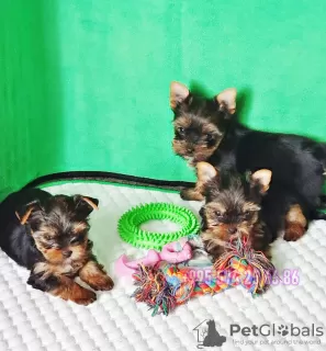 Additional photos: Yorkshire Terrier. Yorkshire terrier puppies from purebred parents.