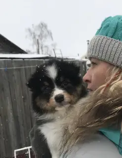 Photo №1. australian shepherd - for sale in the city of Kirov | Negotiated | Announcement № 4154