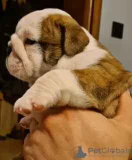 Photo №4. I will sell english bulldog in the city of Copenhague. breeder - price - negotiated