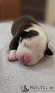 Photo №3. American Staffordshire Terrier puppies. Belarus