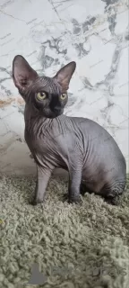 Photo №3. Sphynx Show Quality Black Kitten. United Kingdom