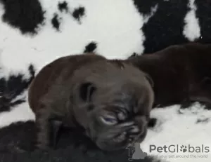 Additional photos: FCI French Bulldog puppies